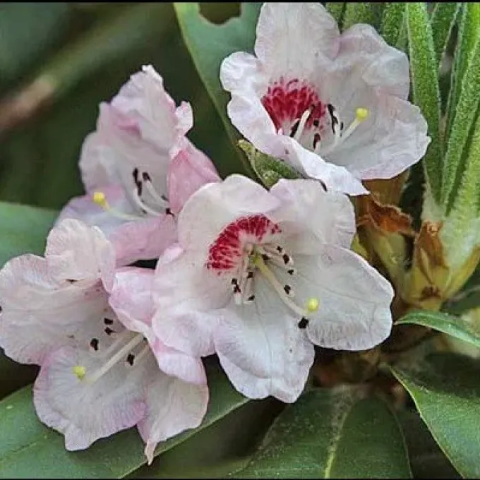 Long-scaled rhododendron