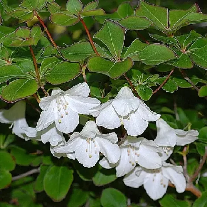 Five-leaf azalea