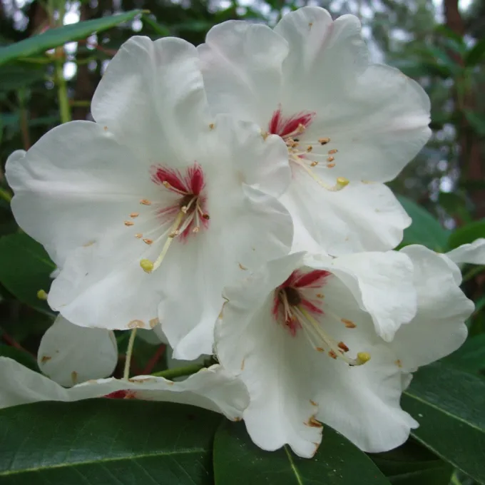 Soulie's rhododendron