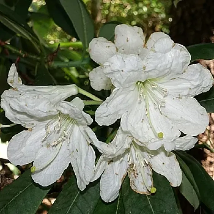 Rhododendron vernicosum