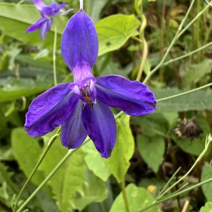 Rocket-larkspur