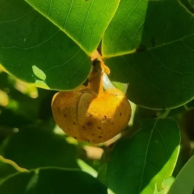 Annona coriacea