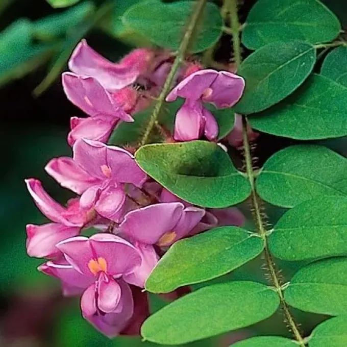 Robinia fertilis