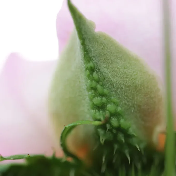 Rosa roxburghii