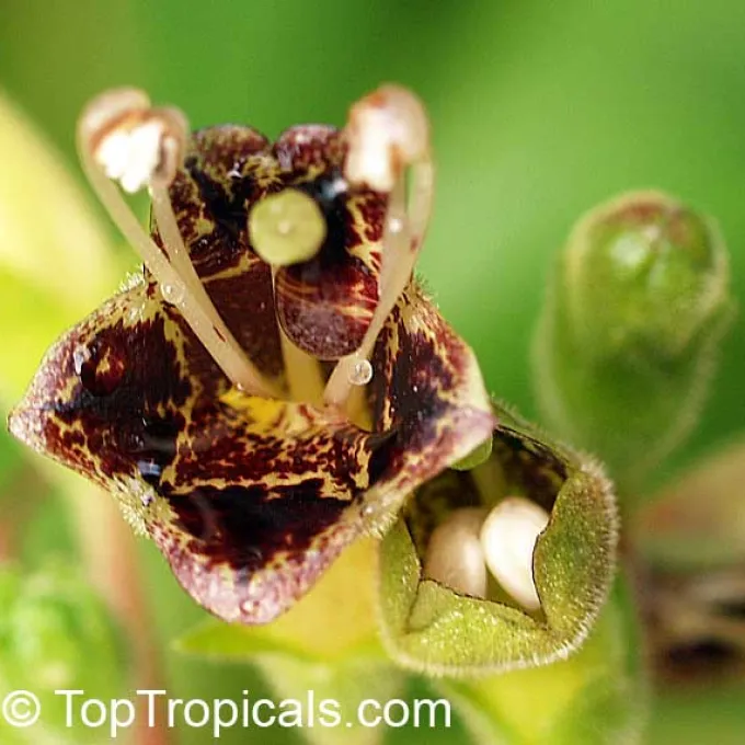 Rhytidophyllum tomentosum