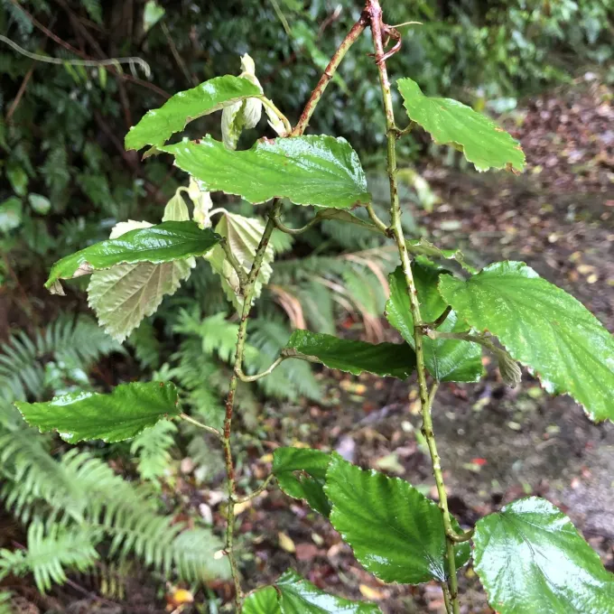 Island blackberry