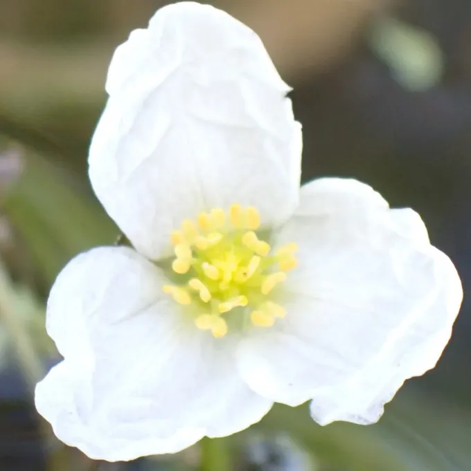 Sagittaria kurziana