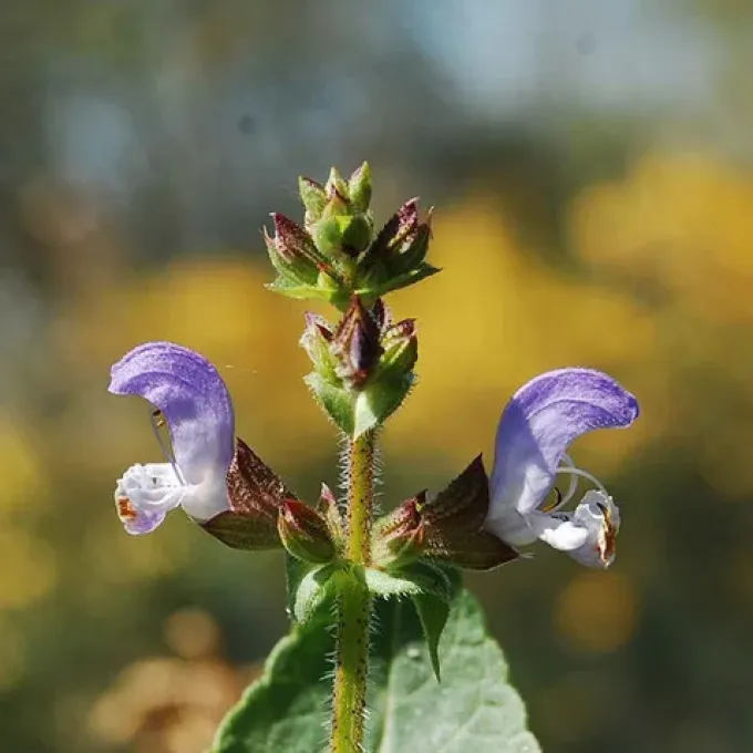 Algerian sage