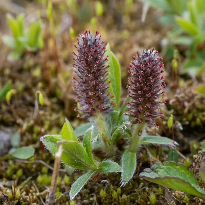 Alpine willow