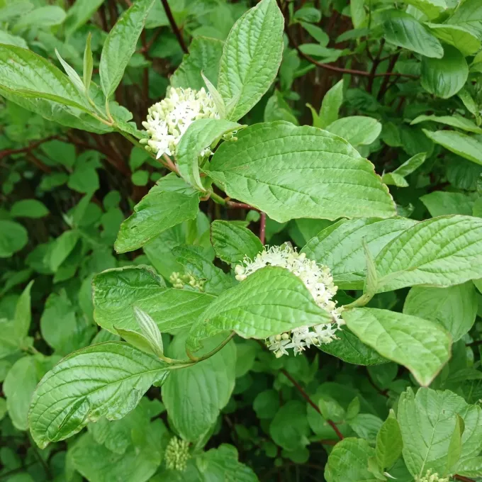 Red-barked dogwood