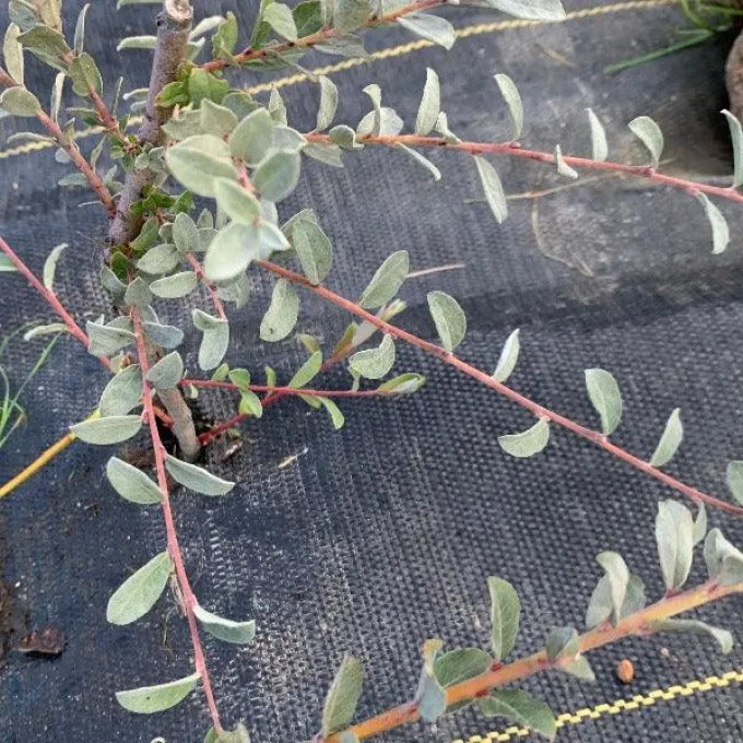 Balfour Willow