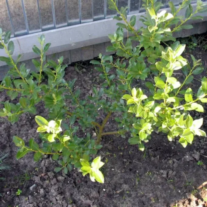 Two-colored willow