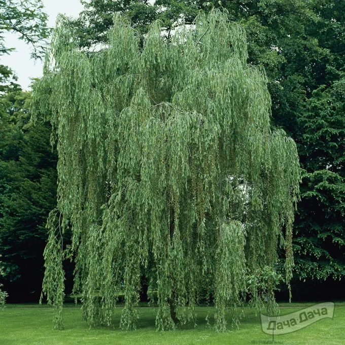 Golden weeping willow