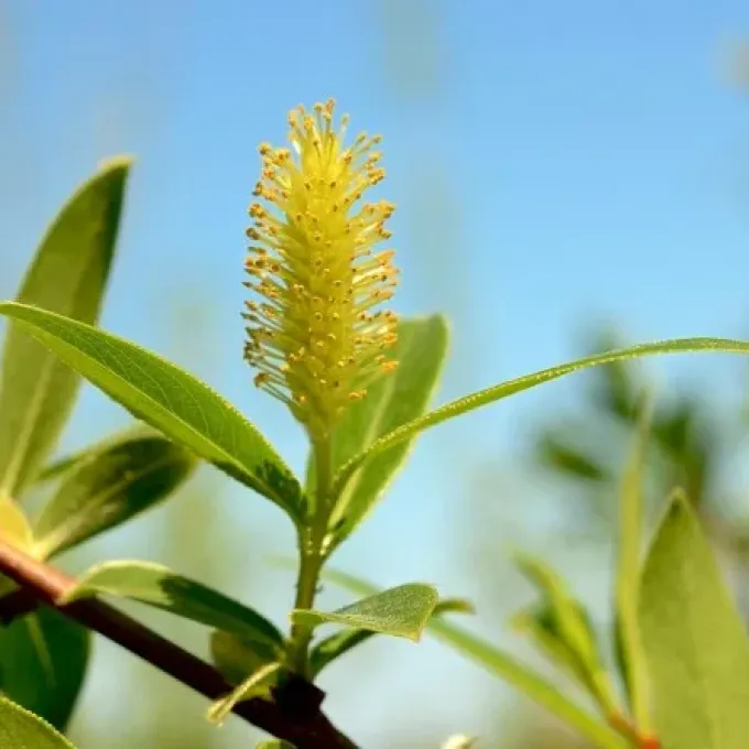 Ehrhart's Willow