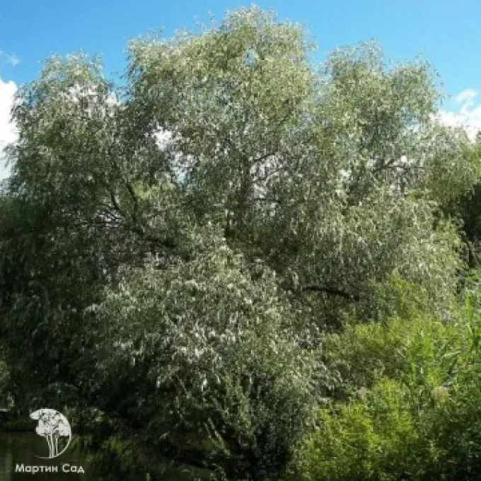 Erdinger Willow
