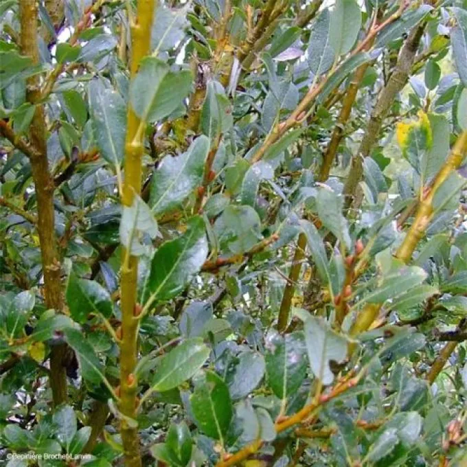 Fourfold willow