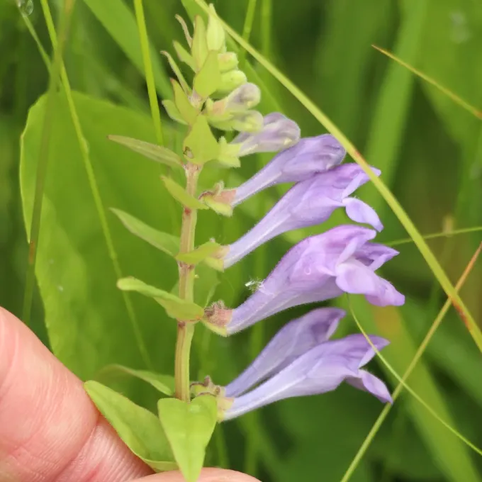 Skullcap