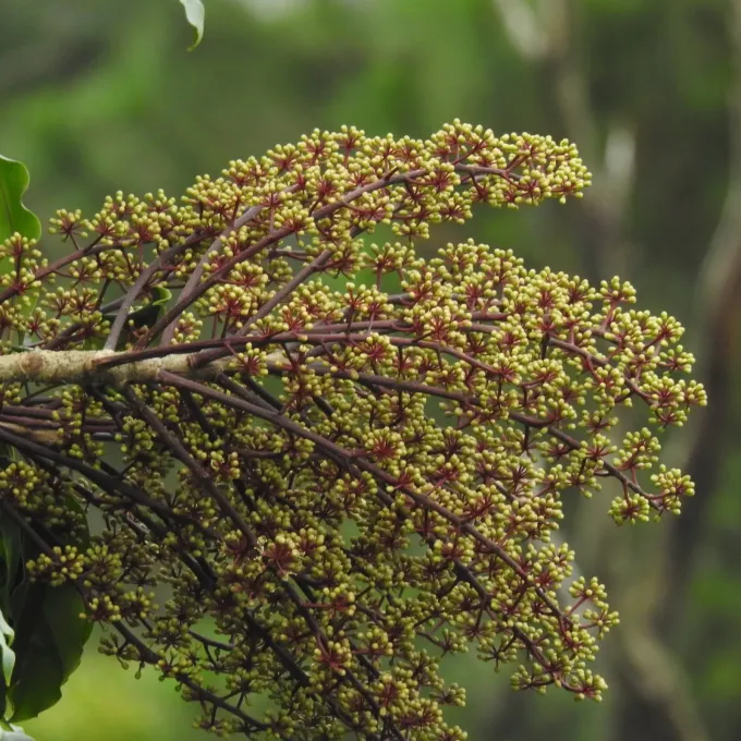Schefflera venulosa