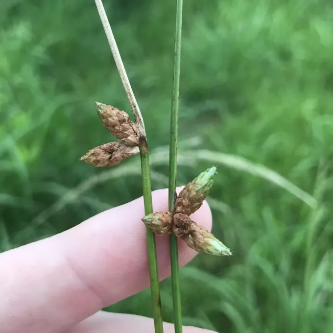 Juncoides bulrush
