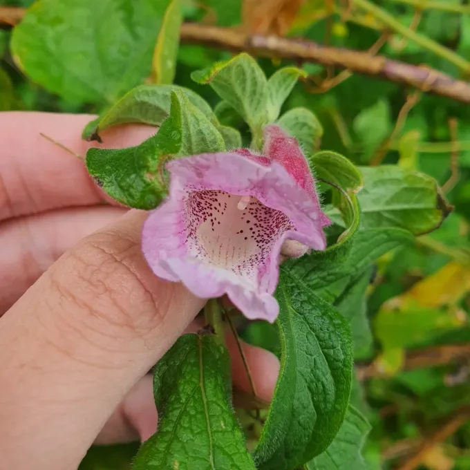 Sesamum radiatum