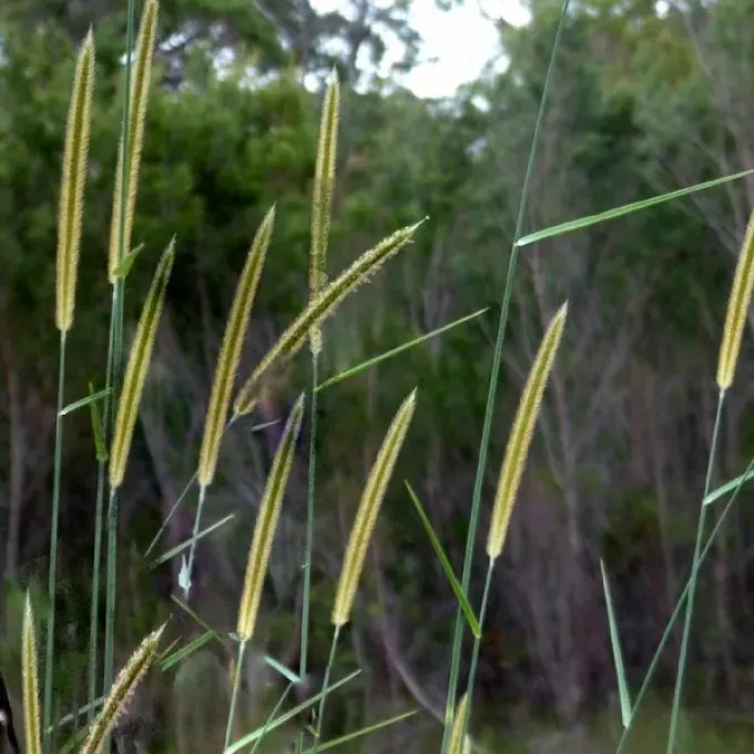 Setaria anceps