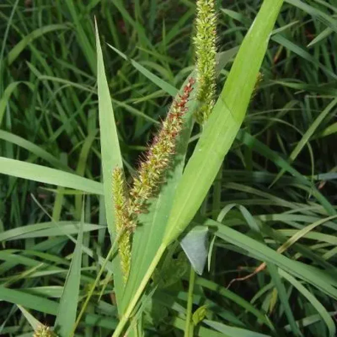 Bristlegrass