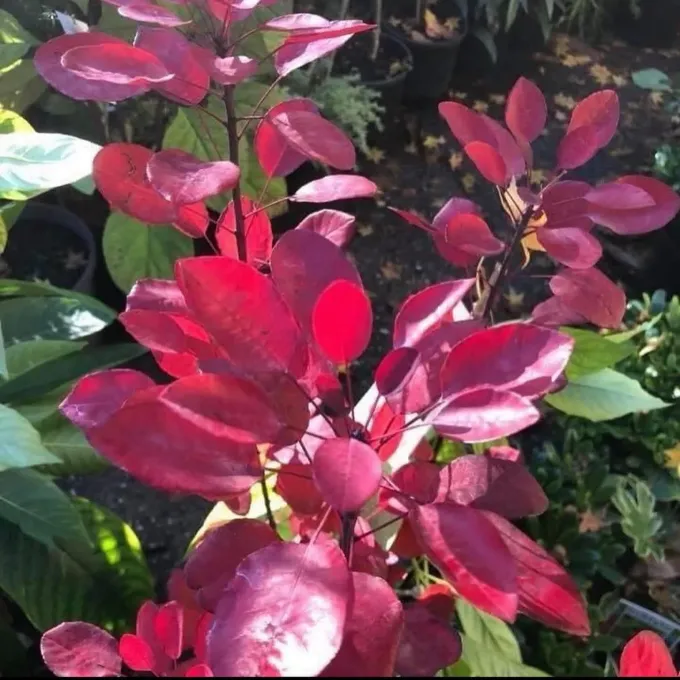 Hybrids of Cotinus coggygria and Cotinus szechuanensis