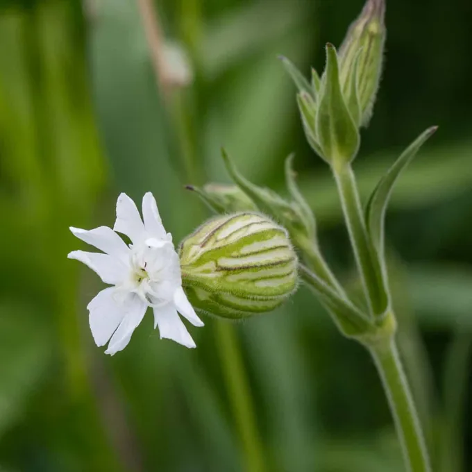 White campion
