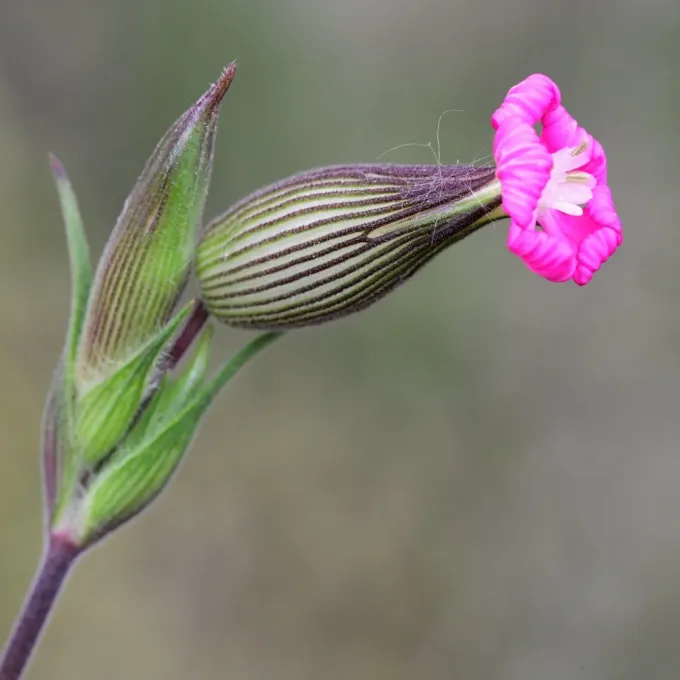 Sand catchfly
