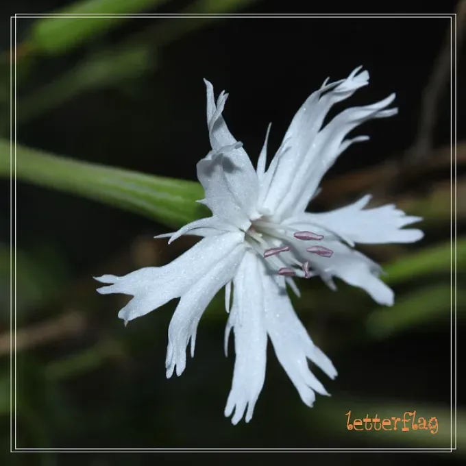 Fortune's Catchfly