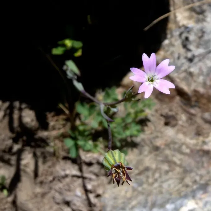 Смолёвка весёлая