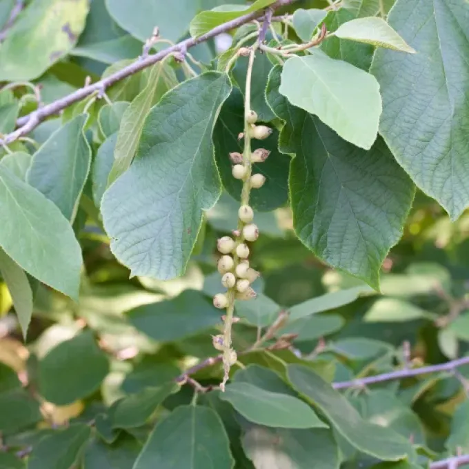Sinowilsonia henryi