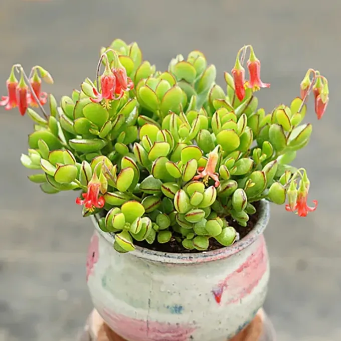 Cotyledon eliseae x orbiculata