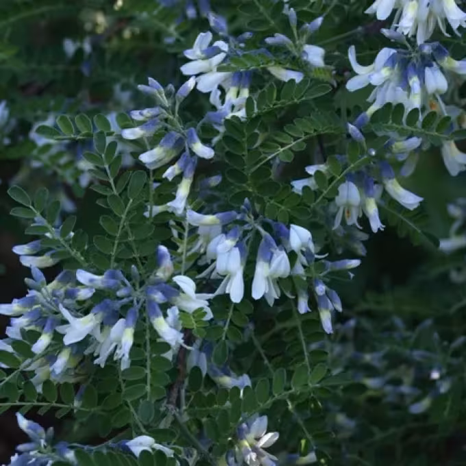 Vetch shrub