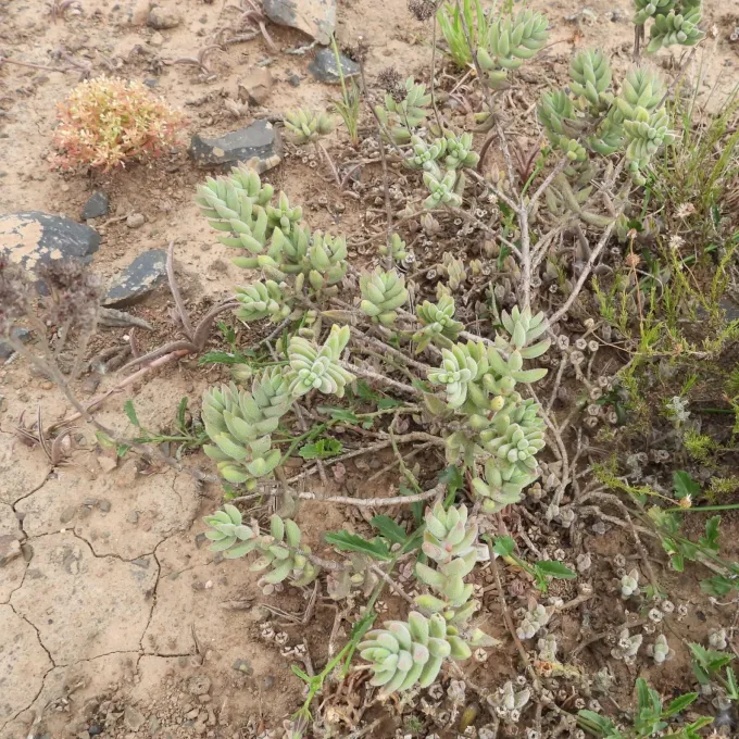 Crassula mesembryanthoides hybrid