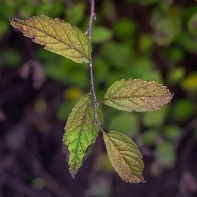 Spiraea rosthornii