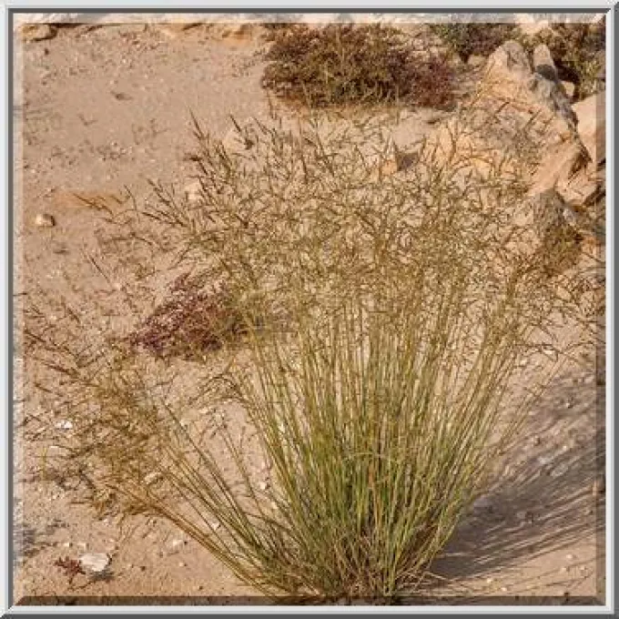 Sporobolus ioclados