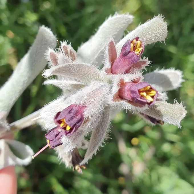 Solenanthus tubiflorus