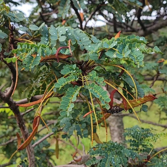 Stryphnodendron obovatum