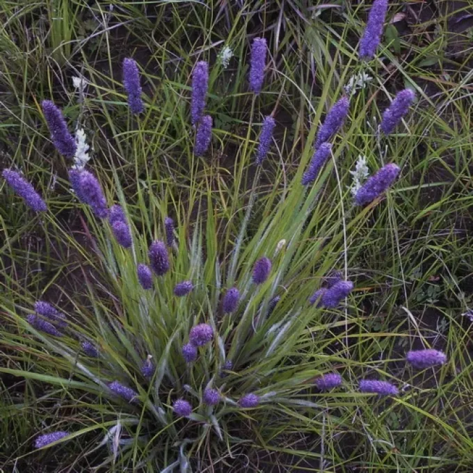 Eragrostis tincta