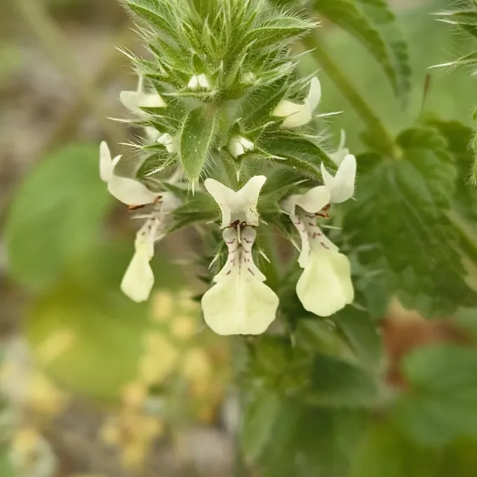 Stachys ocymastrum
