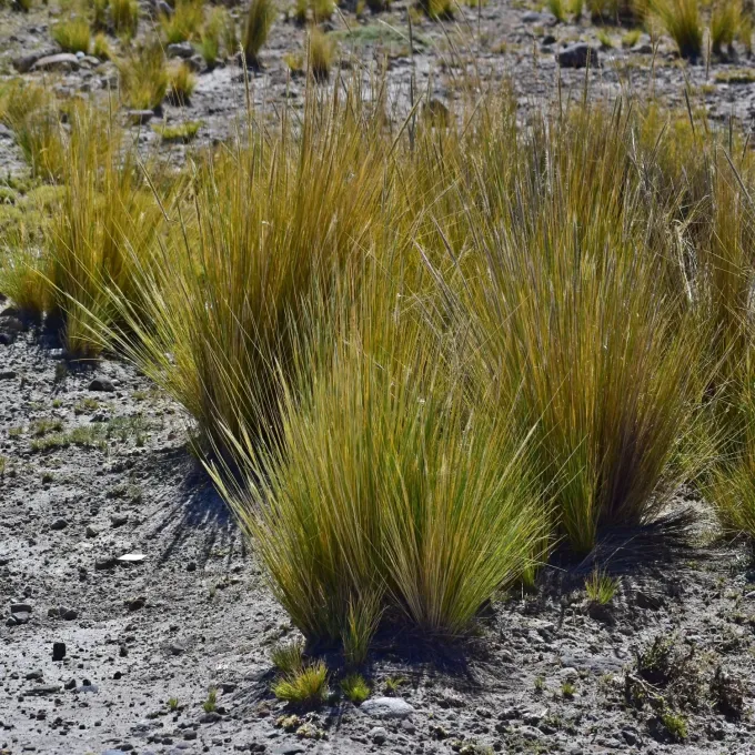 Ichu grass