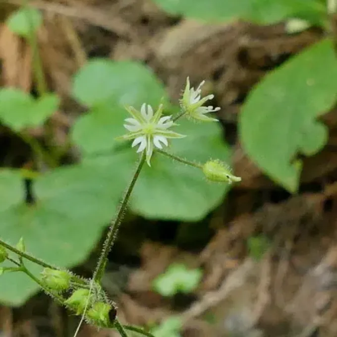 Stellaria paniculigera