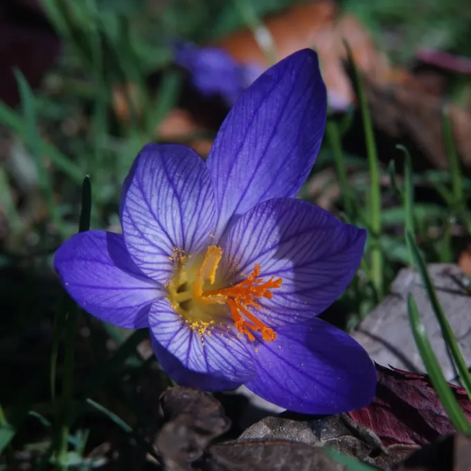Bosphorus crocus