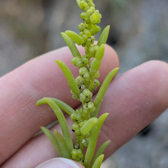 Suaeda linearis
