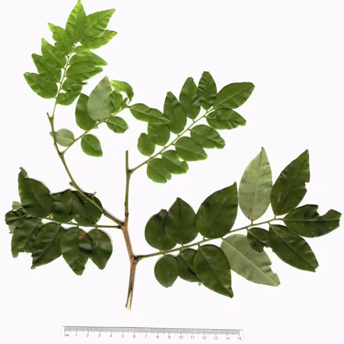 Sweetia panamensis