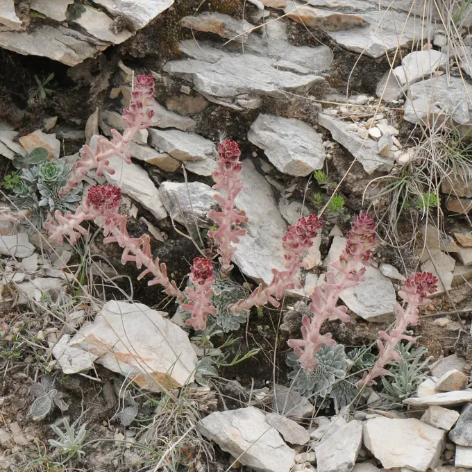 Saxifraga grisebachii