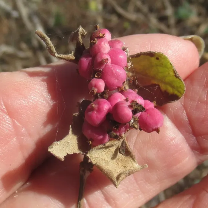 Coralberry