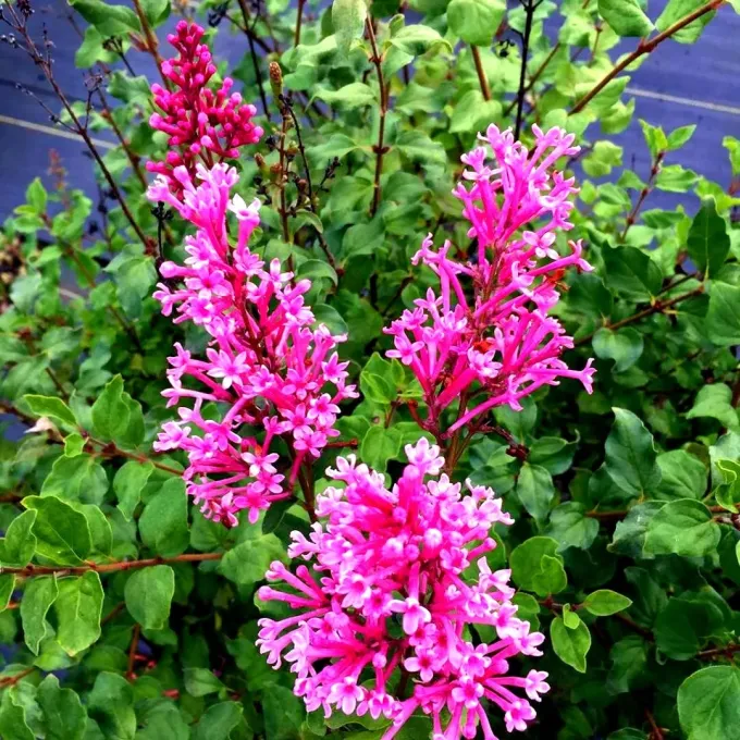 Potanin lilac