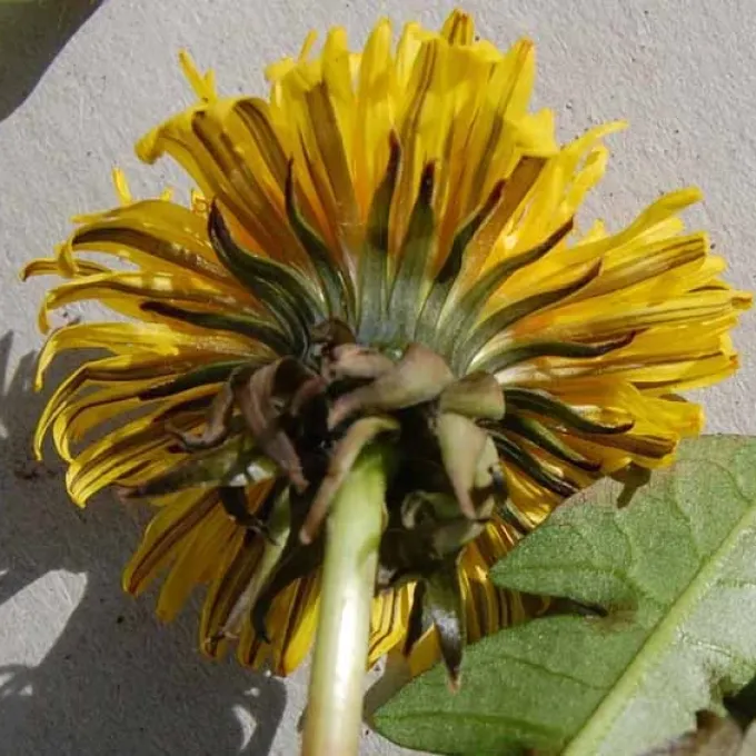 Sundberg's dandelion
